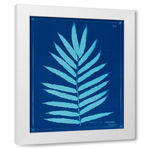 Cyanotype Ferns III White Modern Wood Framed Art Print by Unknown