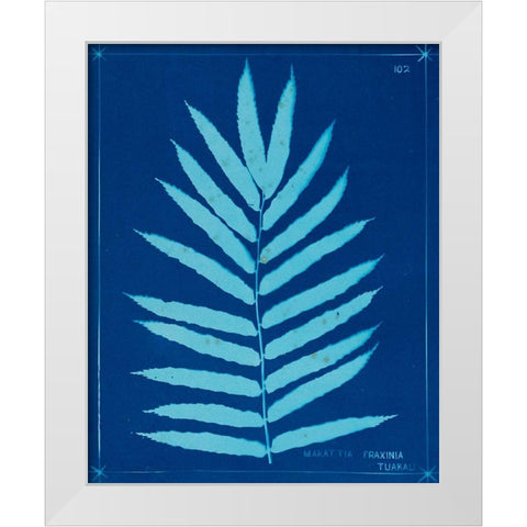 Cyanotype Ferns III White Modern Wood Framed Art Print by Unknown