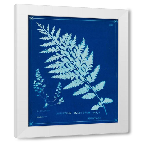 Cyanotype Ferns IV White Modern Wood Framed Art Print by Unknown