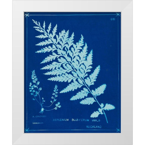 Cyanotype Ferns IV White Modern Wood Framed Art Print by Unknown