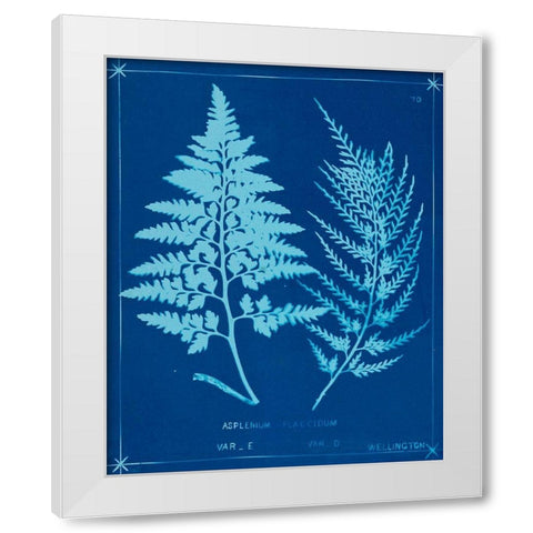 Cyanotype Ferns V White Modern Wood Framed Art Print by Unknown