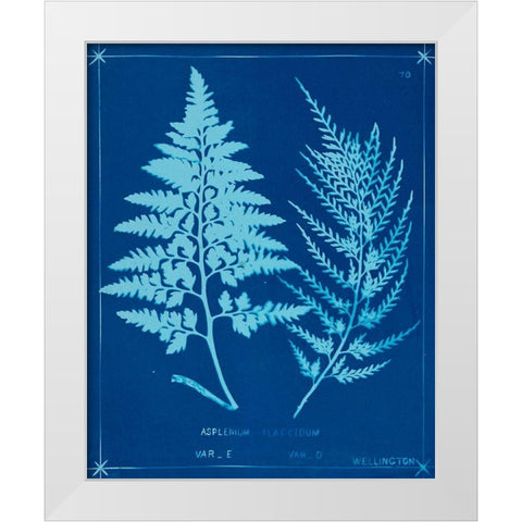 Cyanotype Ferns V White Modern Wood Framed Art Print by Unknown