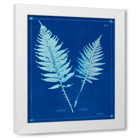 Cyanotype Ferns VI White Modern Wood Framed Art Print by Unknown