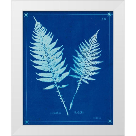 Cyanotype Ferns VI White Modern Wood Framed Art Print by Unknown