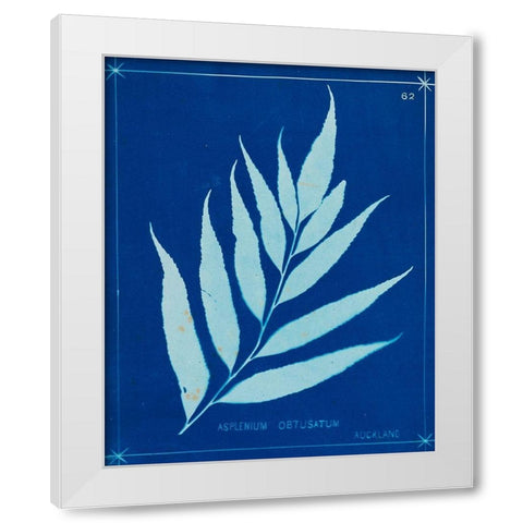 Cyanotype Ferns VII White Modern Wood Framed Art Print by Unknown