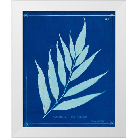 Cyanotype Ferns VII White Modern Wood Framed Art Print by Unknown