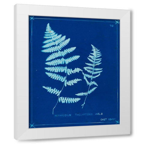 Cyanotype Ferns VIII White Modern Wood Framed Art Print by Unknown