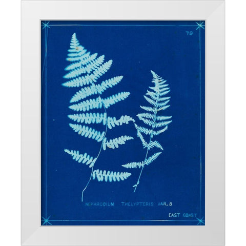 Cyanotype Ferns VIII White Modern Wood Framed Art Print by Unknown
