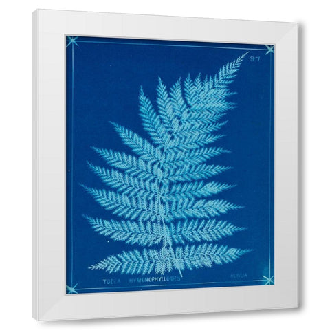 Cyanotype Ferns IX White Modern Wood Framed Art Print by Unknown