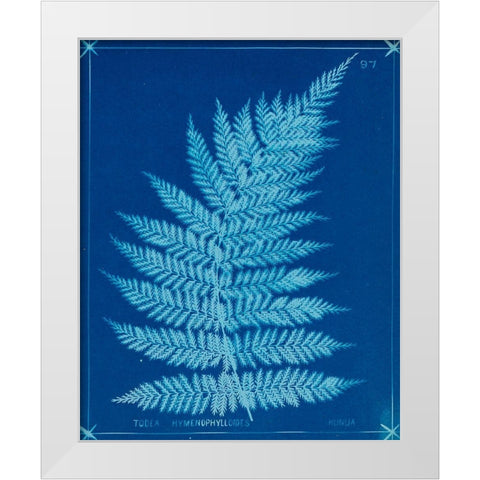 Cyanotype Ferns IX White Modern Wood Framed Art Print by Unknown