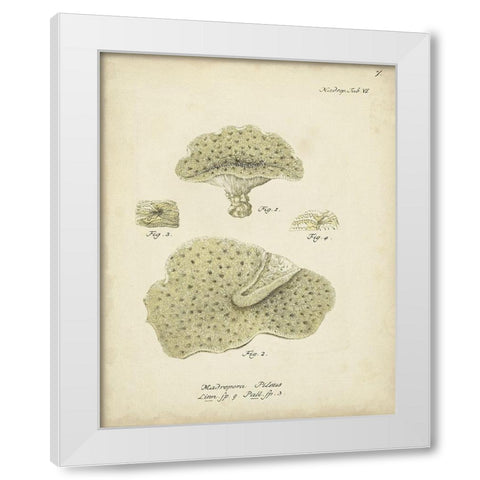 Ecru Coral I White Modern Wood Framed Art Print by Esper, Johann