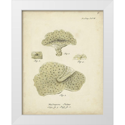 Ecru Coral I White Modern Wood Framed Art Print by Esper, Johann