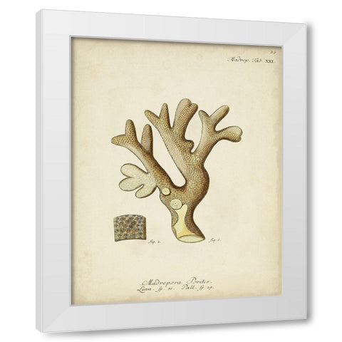 Ecru Coral II White Modern Wood Framed Art Print by Esper, Johann