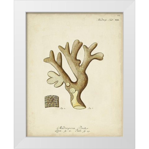 Ecru Coral II White Modern Wood Framed Art Print by Esper, Johann