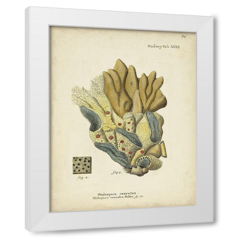 Ecru Coral III White Modern Wood Framed Art Print by Esper, Johann
