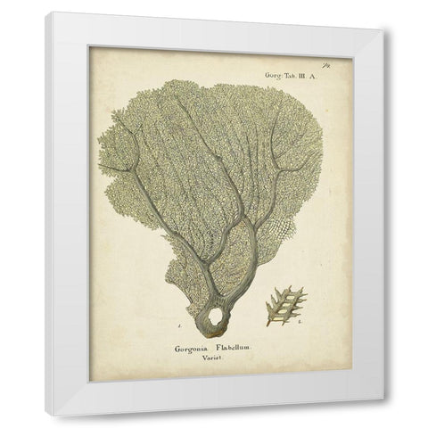 Ecru Coral IV White Modern Wood Framed Art Print by Esper, Johann