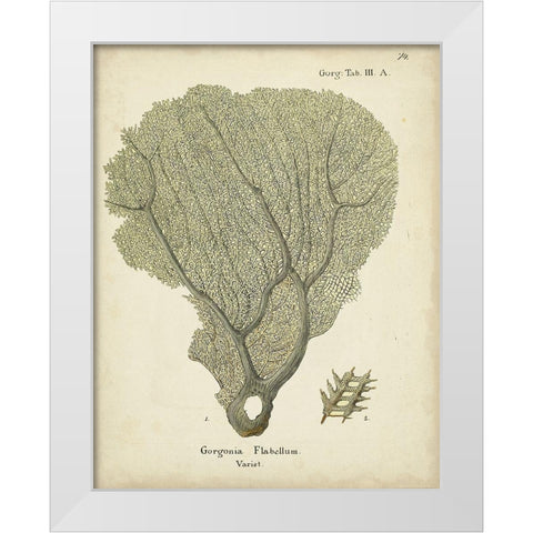 Ecru Coral IV White Modern Wood Framed Art Print by Esper, Johann