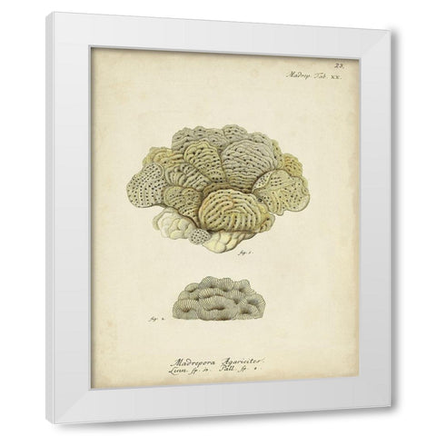 Ecru Coral V White Modern Wood Framed Art Print by Esper, Johann