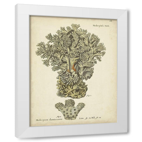 Ecru Coral VI White Modern Wood Framed Art Print by Esper, Johann
