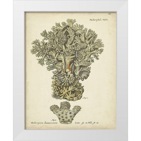 Ecru Coral VI White Modern Wood Framed Art Print by Esper, Johann