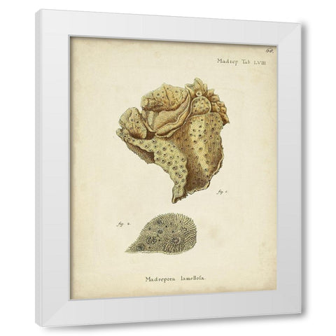 Ecru Coral VII White Modern Wood Framed Art Print by Esper, Johann