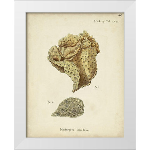 Ecru Coral VII White Modern Wood Framed Art Print by Esper, Johann