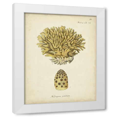 Ecru Coral VIII White Modern Wood Framed Art Print by Esper, Johann