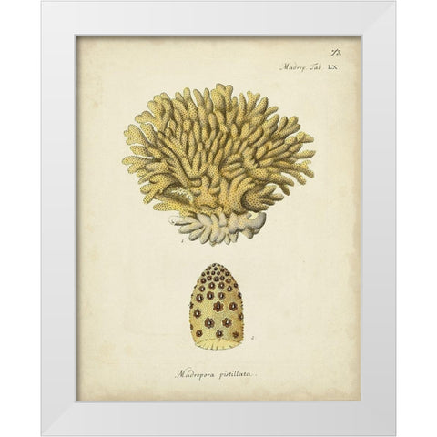 Ecru Coral VIII White Modern Wood Framed Art Print by Esper, Johann