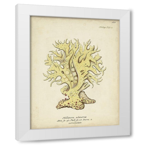 Ecru Coral IX White Modern Wood Framed Art Print by Esper, Johann