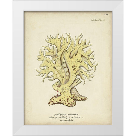 Ecru Coral IX White Modern Wood Framed Art Print by Esper, Johann