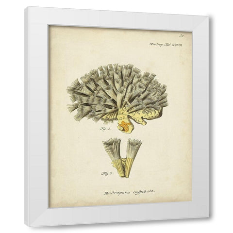 Ecru Coral XI White Modern Wood Framed Art Print by Esper, Johann