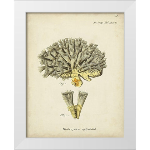 Ecru Coral XI White Modern Wood Framed Art Print by Esper, Johann