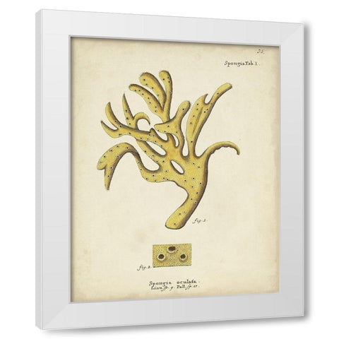 Ecru Coral XII White Modern Wood Framed Art Print by Esper, Johann