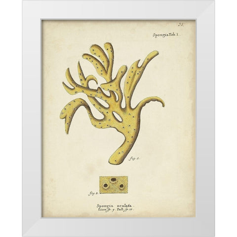 Ecru Coral XII White Modern Wood Framed Art Print by Esper, Johann