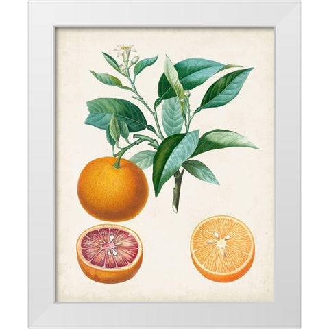 Orange de Malte White Modern Wood Framed Art Print by Poiteau, Pierre Antoine