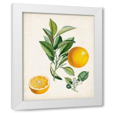 Bigarrade Couronnee White Modern Wood Framed Art Print by Poiteau, Pierre Antoine