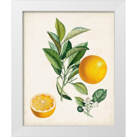 Bigarrade Couronnee White Modern Wood Framed Art Print by Poiteau, Pierre Antoine