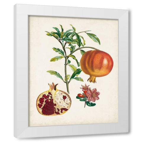 Grenadier a fruit doux White Modern Wood Framed Art Print by Poiteau, Pierre Antoine