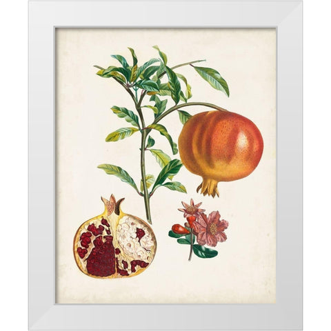 Grenadier a fruit doux White Modern Wood Framed Art Print by Poiteau, Pierre Antoine