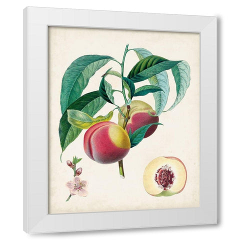 Belle Bauce White Modern Wood Framed Art Print by Poiteau, Pierre Antoine