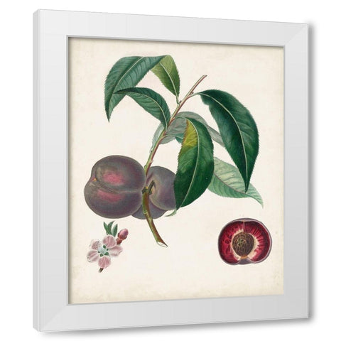 Peche Cardinale White Modern Wood Framed Art Print by Poiteau, Pierre Antoine