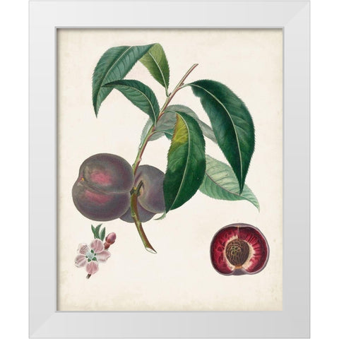 Peche Cardinale White Modern Wood Framed Art Print by Poiteau, Pierre Antoine