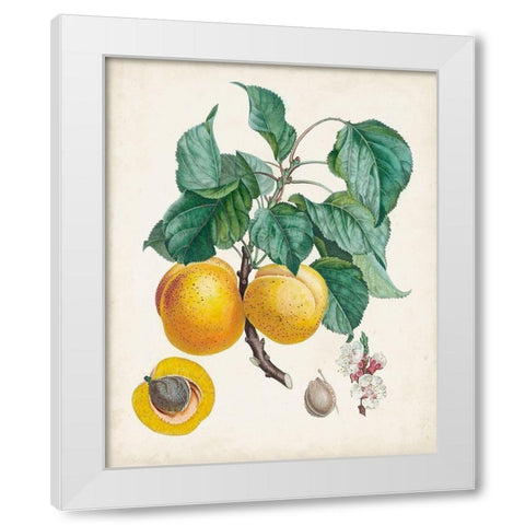 Abricot- Peche White Modern Wood Framed Art Print by Poiteau, Pierre Antoine