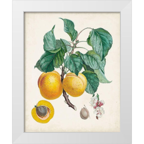 Abricot- Peche White Modern Wood Framed Art Print by Poiteau, Pierre Antoine