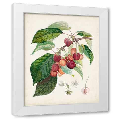 Bigarreau rouge White Modern Wood Framed Art Print by Poiteau, Pierre Antoine