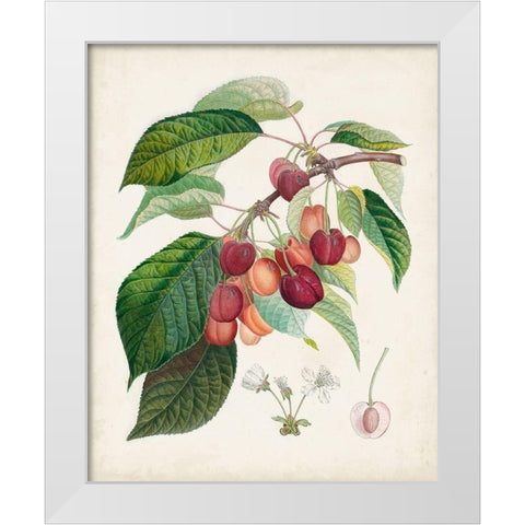 Bigarreau rouge White Modern Wood Framed Art Print by Poiteau, Pierre Antoine