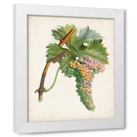 Raisin de Corunthe White Modern Wood Framed Art Print by Poiteau, Pierre Antoine