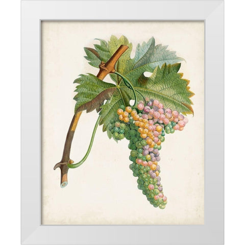 Raisin de Corunthe White Modern Wood Framed Art Print by Poiteau, Pierre Antoine