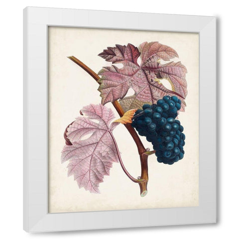 Raisin de Ceinlurier White Modern Wood Framed Art Print by Poiteau, Pierre Antoine