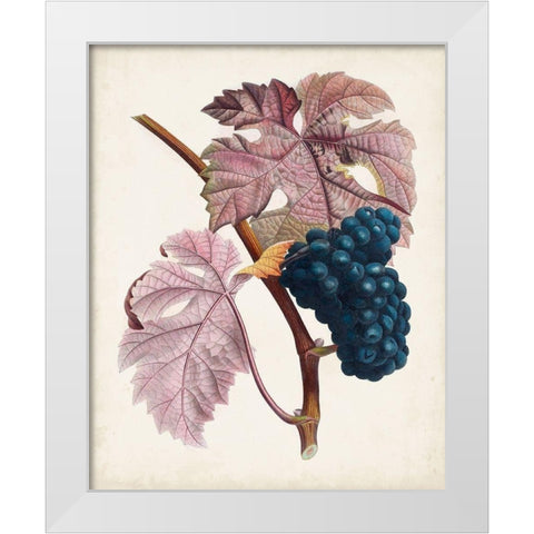 Raisin de Ceinlurier White Modern Wood Framed Art Print by Poiteau, Pierre Antoine